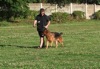 Bullit doing some obedience work